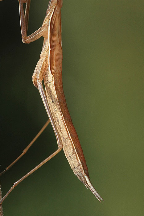 Mantide - Mantis religiosa